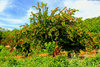 Canvas Provence Cherry tree 2521
