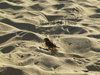 Leinwand - Greece Beach - Sparrow in the sun 1020190